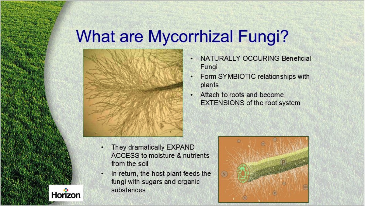 How Do Mycorrhizal Fungi Benefit Plants?