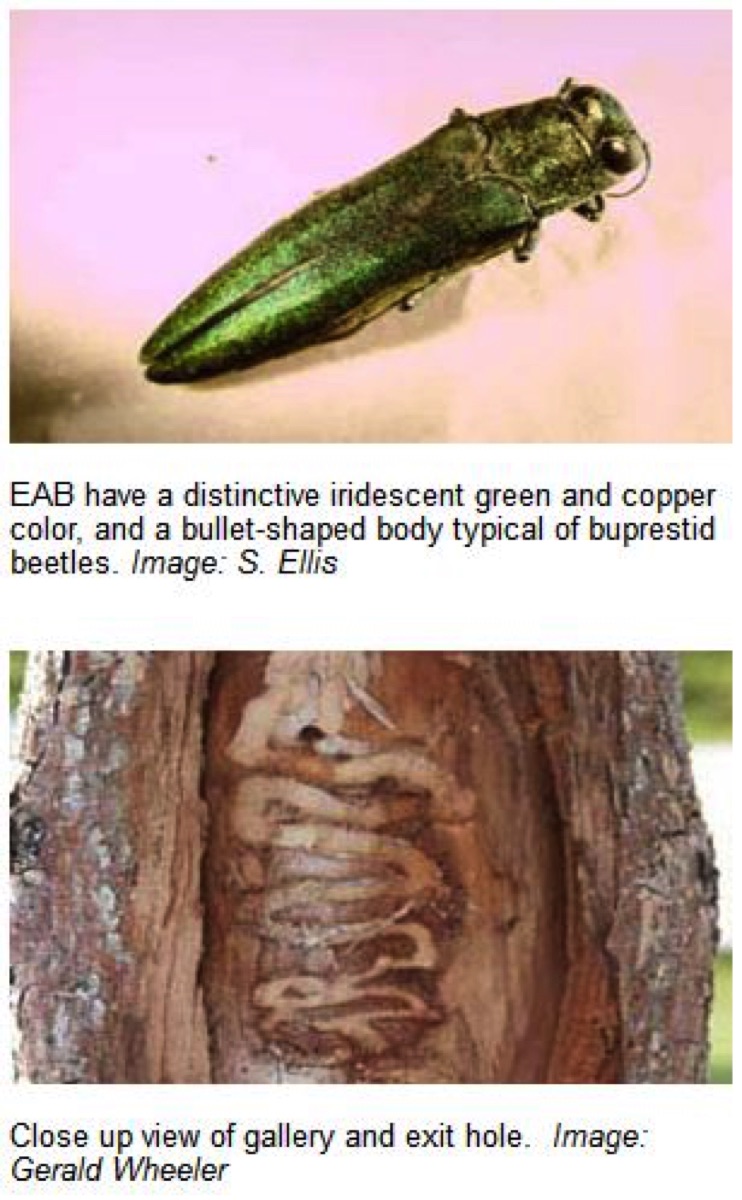 How To Identify And Control Emerald Ash Borer Damage In Colorado