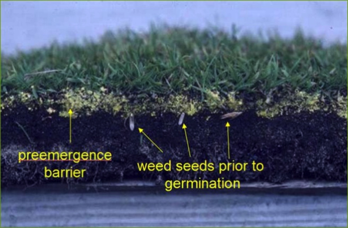 When To Apply Pre-Emergent Herbicide