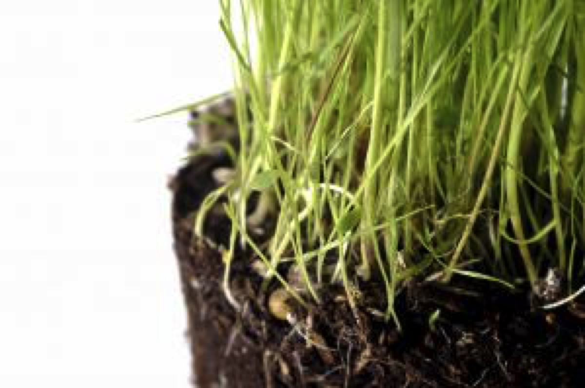 8 Types Of Nitrogen Used In Slow Release Fertilizer