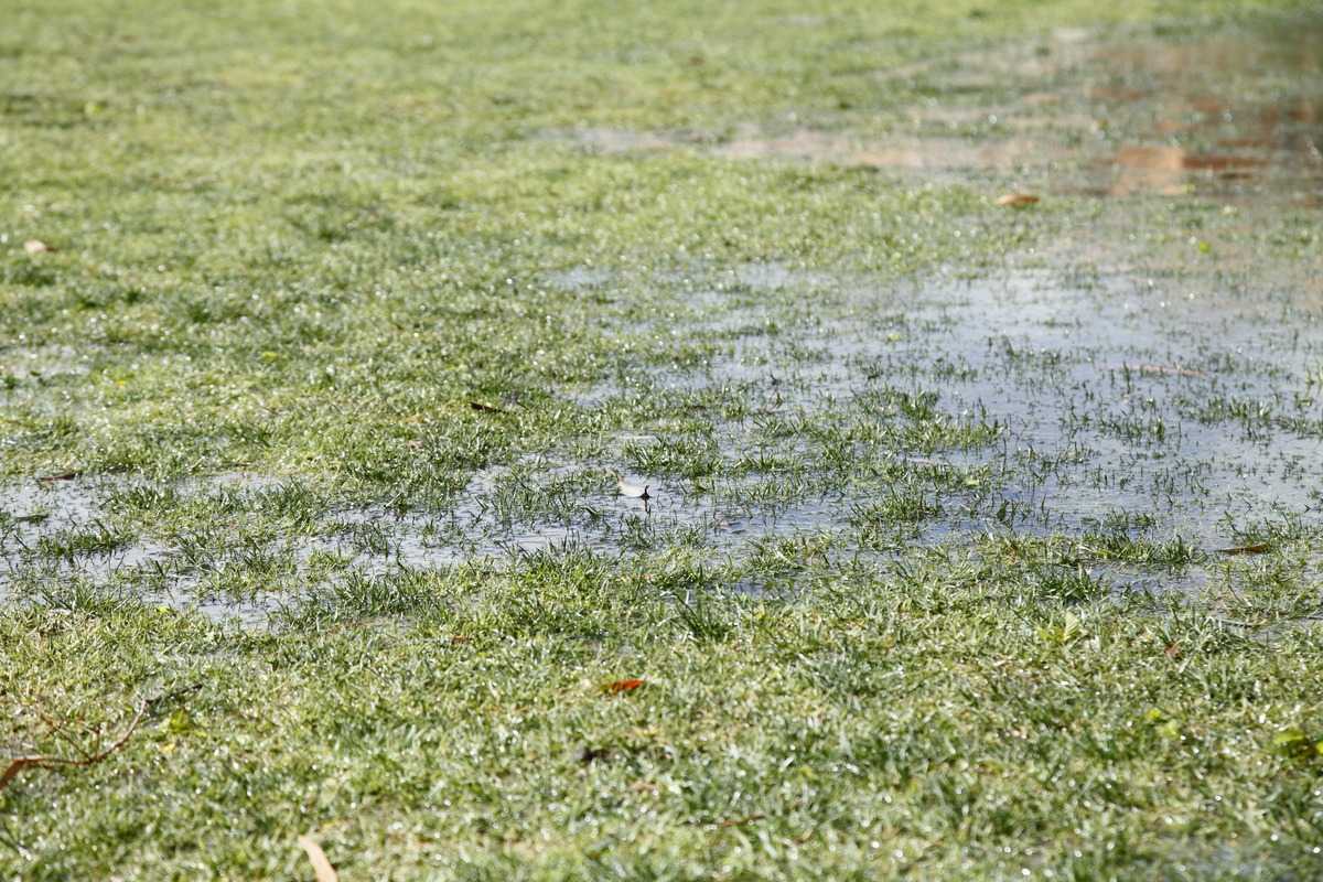 Water on Lawns
