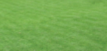 Bentgrass grass
