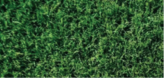 10 Easy Steps for Winter Overseeding of Warm-Season Lawns