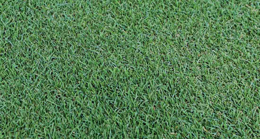 10 Easy Steps for Winter Overseeding of Warm-Season Lawns