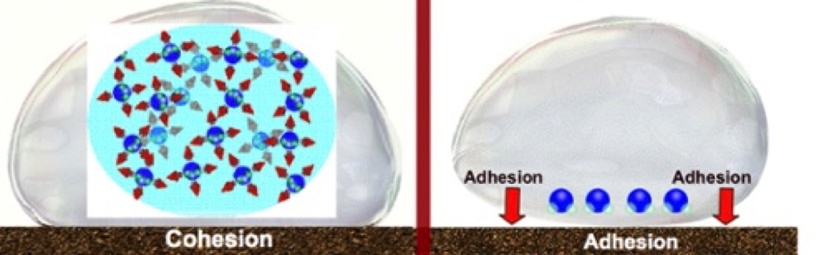 Cohesion and Adhesion