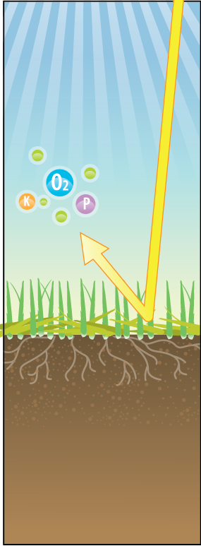 Illustration of sunlight and irrigation water reaching grass, showing green blades above ground and root structure beneath soil.