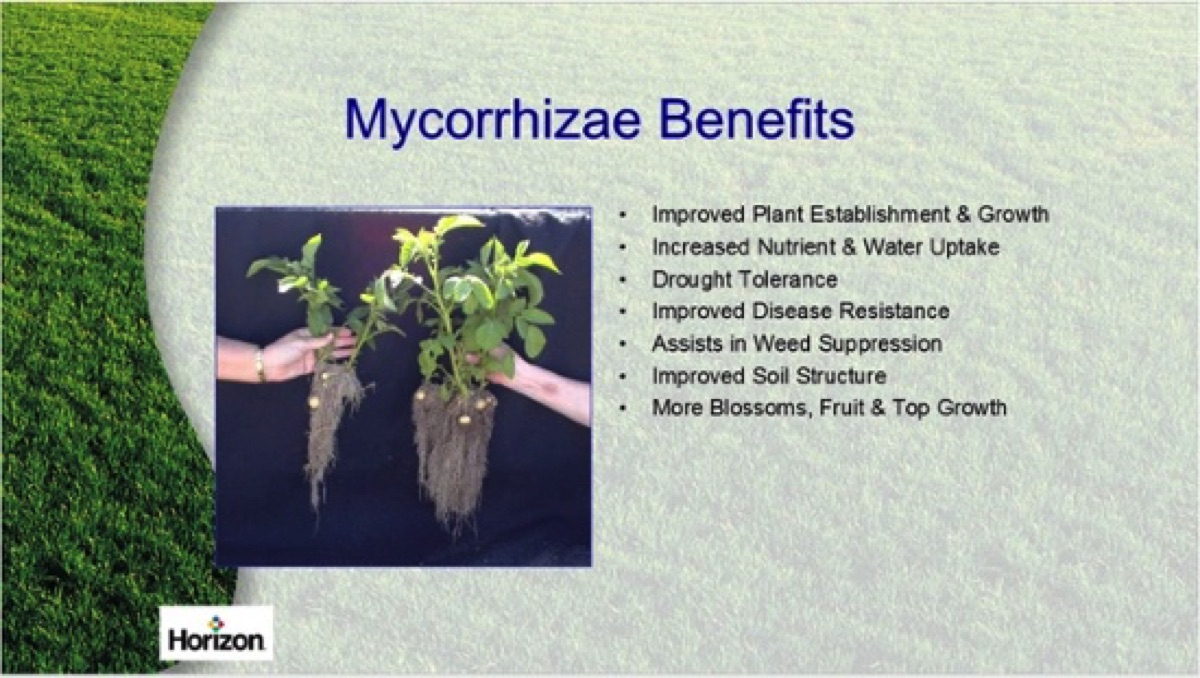 Mycorhizzae-benefits-2
