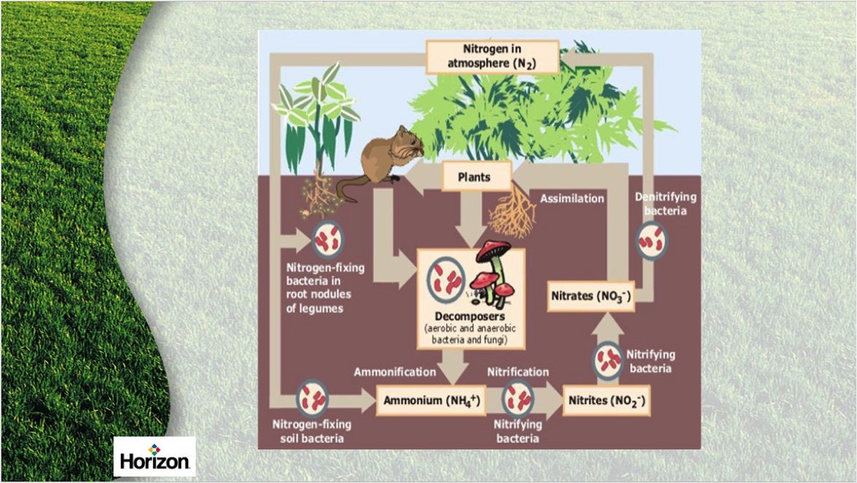 Why Is The Nitrogen Cycle Important In Your Soil?