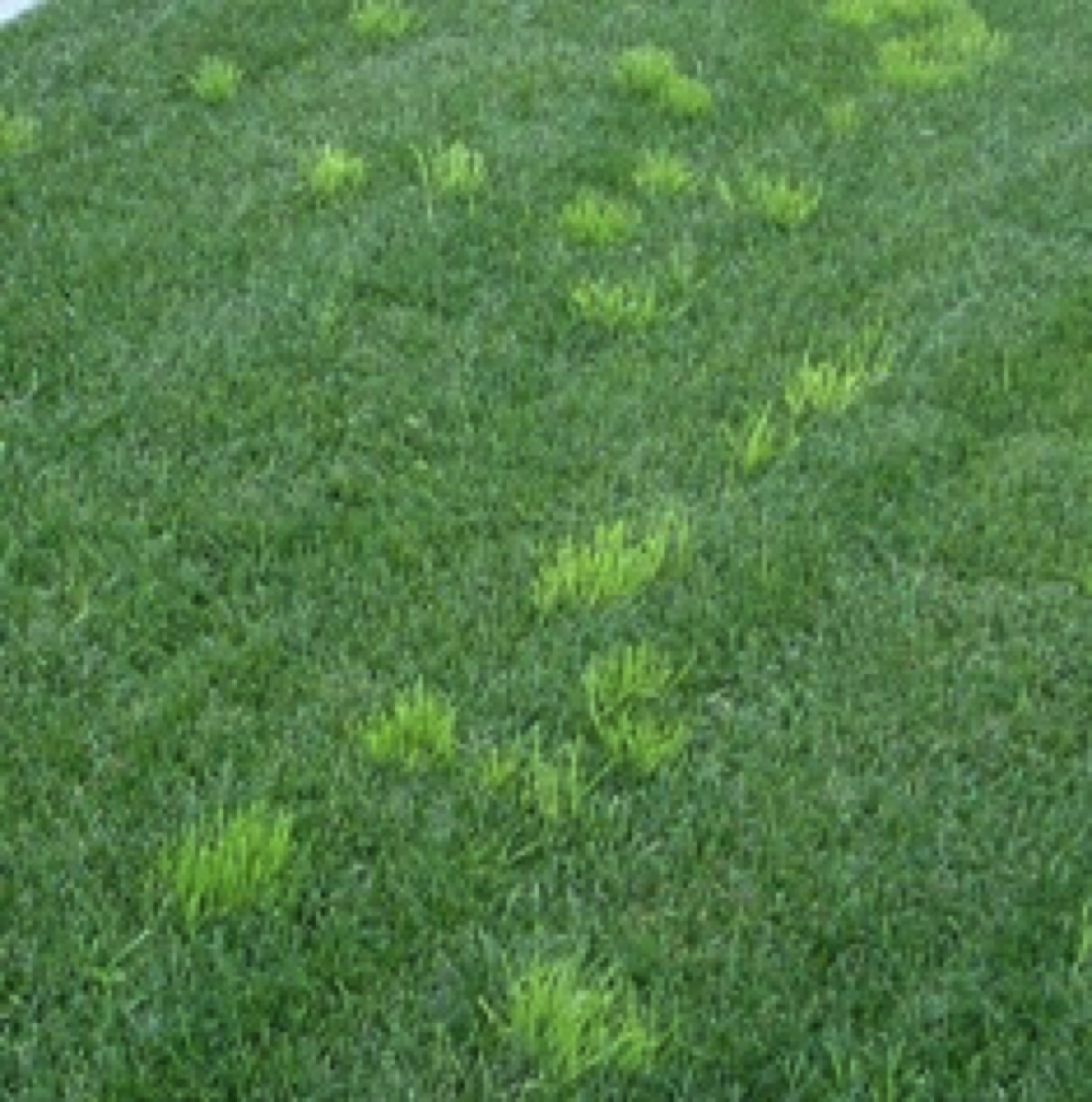 Poa-annua-in-Lawns