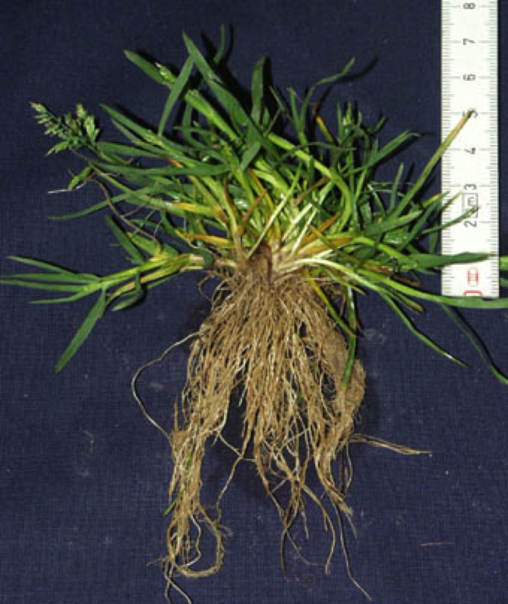 Poa Annua Weed Control - 18 Recommended Treatment Options