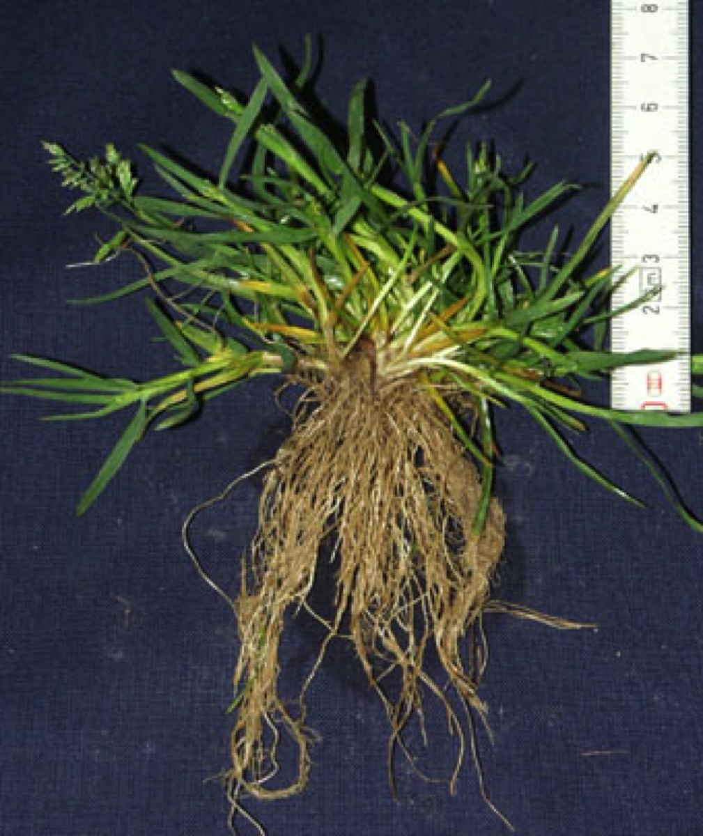 Poa discount annua killer