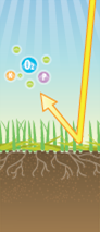 Illustration of sunlight and irrigation water reaching grass, showing green blades above ground and root structure beneath soil.