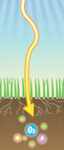 Healthy grass with dense green blades and an extensive root system in soil under clear sunlight.