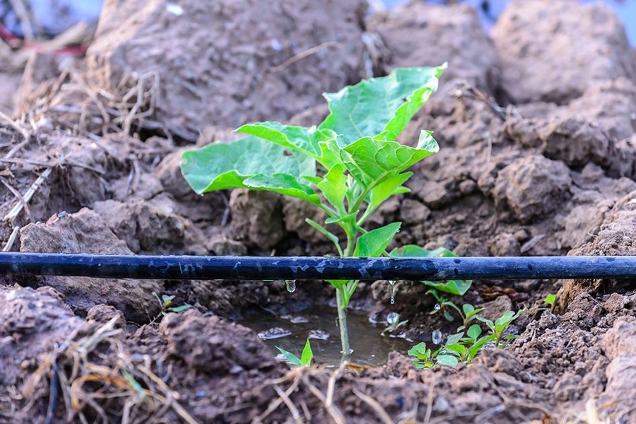 Low Volume & Drip Irrigation – Making the Right Choice