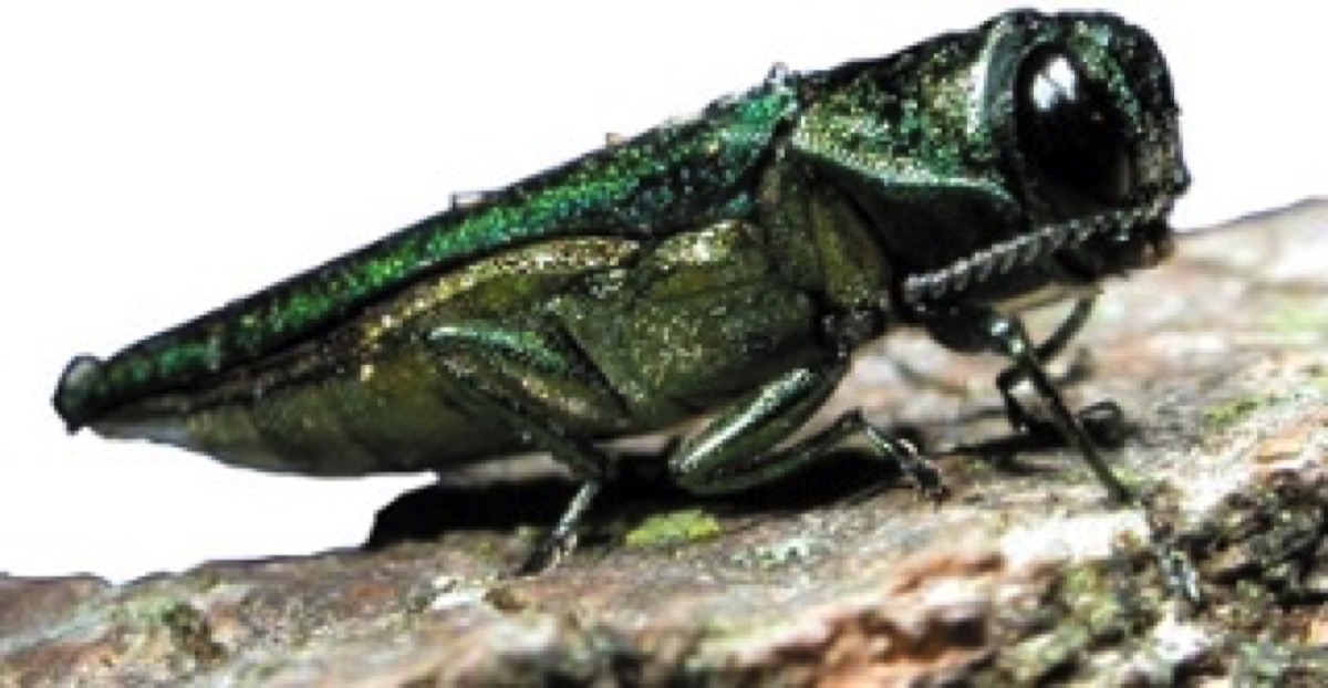 Emerald Ash Borer