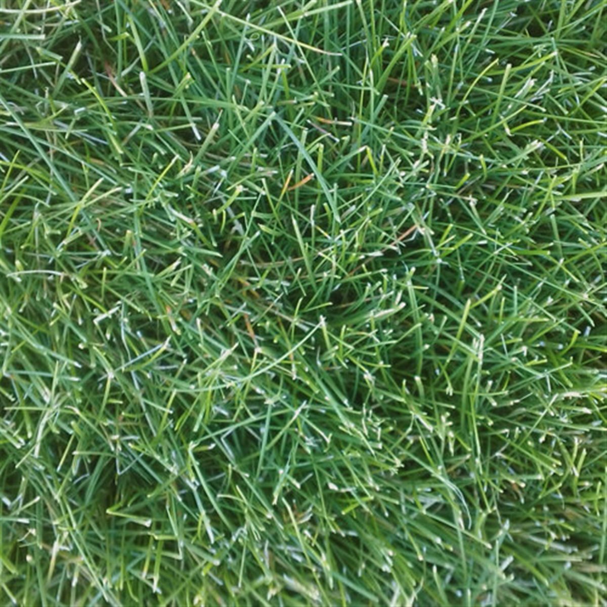 Fine Fescue or Rye/Fine Fescue Mix grass