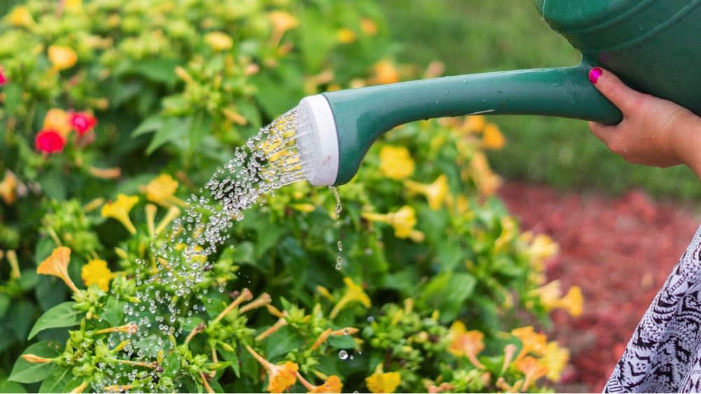 Watering Can