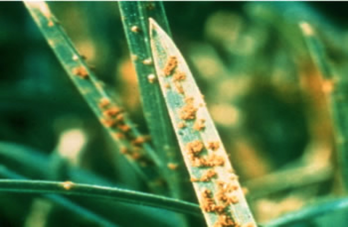 Avoid 3 Summer Lawn Diseases