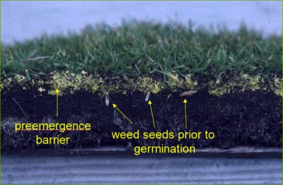 Kyojin pre-emergent herbicide takes the weeds out of your crop!