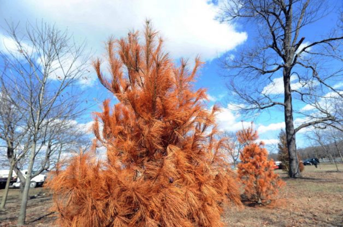 How To Revive A Tree Dying From Salt Stress