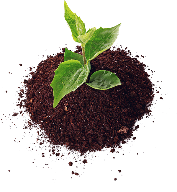 Pile of soil with a small plant growing in it