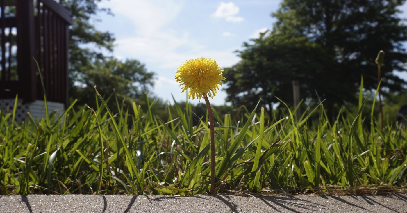 yellow flower