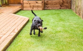 Dog on turf